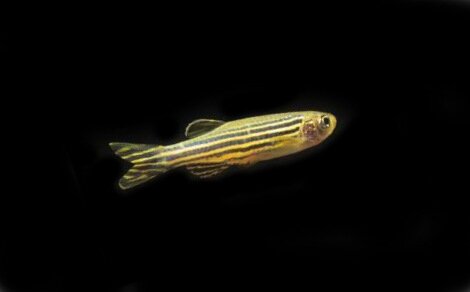 Danio rerio