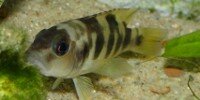 Neolamprologus Boulengeri