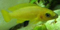 Neolamprologus Leleupi
