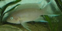Neolamprologus Marunguensis