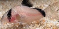 Corydoras metae