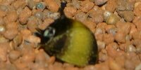 Clithon Diadema