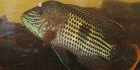 Aequidens Rivulatus