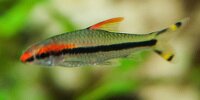 Barbus Crayon Sahyadria Denisonii