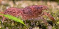 Cambarellus Texanus