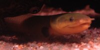 Poisson roseau Erpetoichthys calabaricus