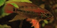 Apistogramma macmasteri