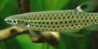 Copella nattereri
