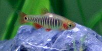 Rasbora émeraude Danio erythromicron