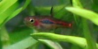 Rasbora orné Boraras brigittae