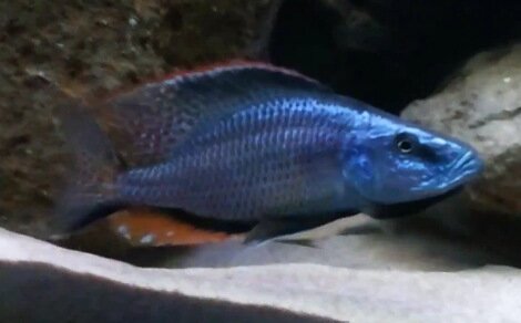 Dimidiochromis compressiceps