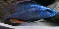 Dimidiochromis compressiceps