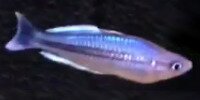 Melanotaenia pygmaea