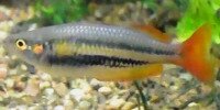 Melanotaenia australis