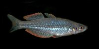 Melanotaenia exquisita