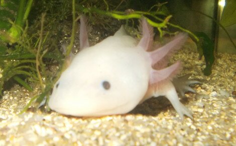 Axolotl Ambystoma mexicanum