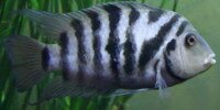 Nigro Amatitlania Nigrofasciata