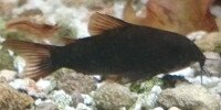 Corydoras noir Corydoras black Venezuela
