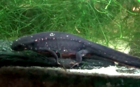Cynops à queue d'épée d'Okinawa Cynops ensicauda popei