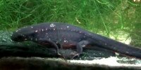 Cynops à queue d'épée d'Okinawa Cynops ensicauda popei