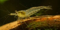 Malawa ou Mini-Japonica Caridina pareparensis parvidentata