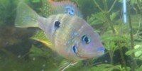 Ellioti Thorichthys maculipinnis