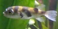 Colomesus asellus