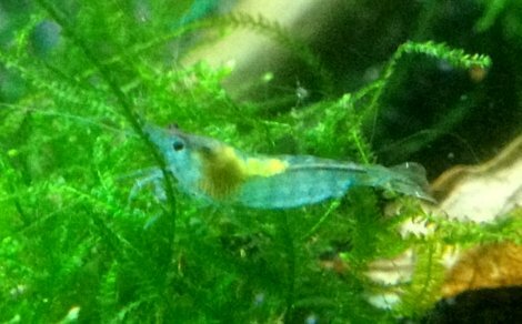 Neocaridina davidi var full rili blue