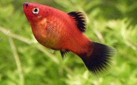 Platy Xiphophorus maculatus