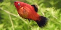 Xiphophorus maculatus
