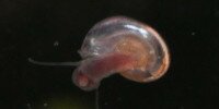 Planorbine Gyraulus chinensis