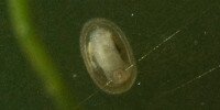 Patelline fragile Ferrissia fragilis