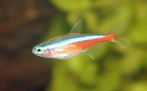 Cardinalis Paracheirodon axelrodi