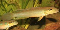 Teleocichla centrarchus