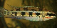 Dicrossus filamentosus