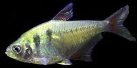 Tétra jaune de Rio Hyphessobrycon bifasciatus