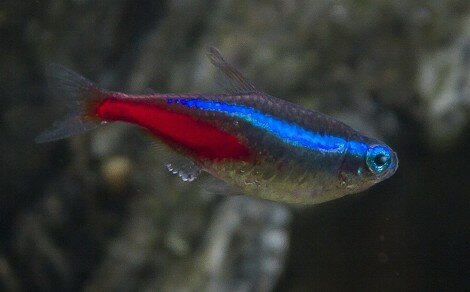 Néon bleu Paracheirodon innesi