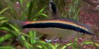 Epalzeo Epalzeorhynchos kalopterus