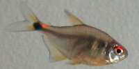 Feu de position Hemigrammus ocellifer