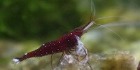 Crevette Cardinale Caridina dennerli