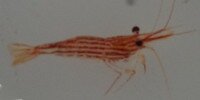 Caridina striata