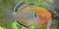 Hypseleotris compressa