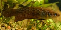 Betta smaragdina