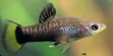 Limia melanogaster