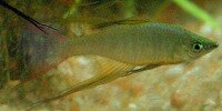 Iriatherina werneri