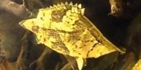 Poisson feuille Monocirrhus polyacanthus