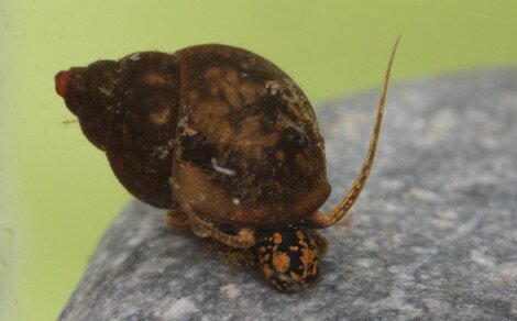Bithynie Bithynia tentaculata