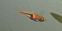  Trigonostigma hengeli
