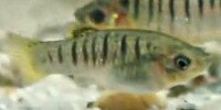 Limia nigrofasciata