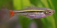 Rasbora à queue rouge Rasbora borapetensis